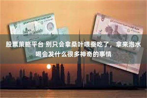 股票策略平台 别只会拿桑叶喂蚕吃了，拿来泡水喝会发什么很多神奇的事情